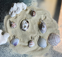Load image into Gallery viewer, Seashell 1