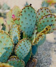 Load image into Gallery viewer, Flowering Cactus earrings